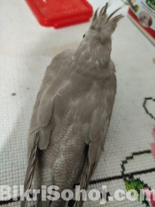 Cockatiel